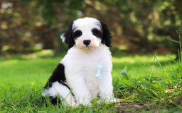 Sheepadoodle dogs for sale: Everett - Image 12