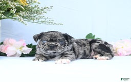 Boston Terrier dogs for sale: Captain - Image 2