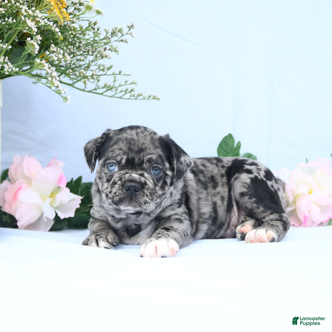 Boston Terrier dogs for sale: Captain - Image 2