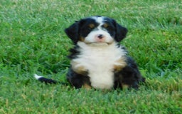 Mini Bernedoodle dogs for sale: Oliver - Image 1