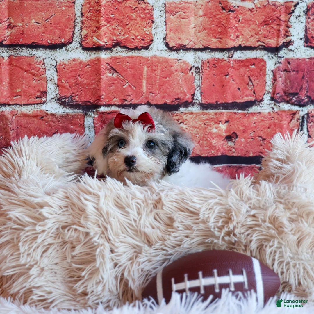 Bichpoo dogs for sale: Babe - Image 5