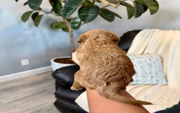 Mini Goldendoodle dogs for sale: Theo - Image 3