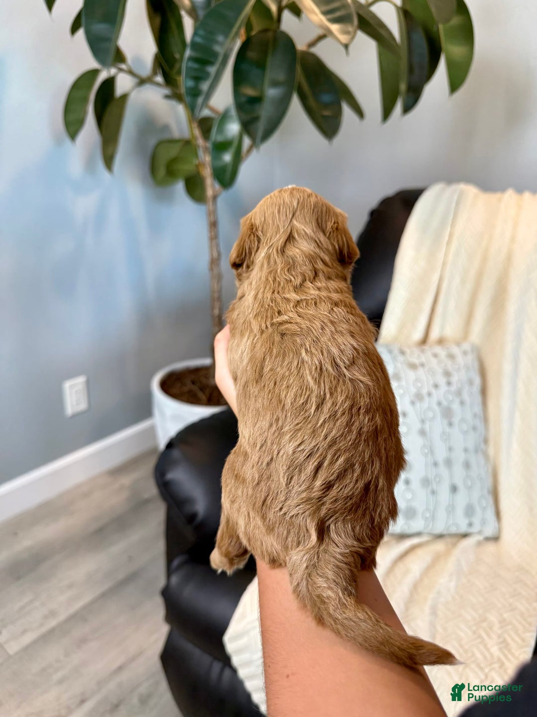 Mini Goldendoodle dogs for sale: Theo - Image 3