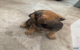 South African Boerboels dogs for sale: Luna - Image 2