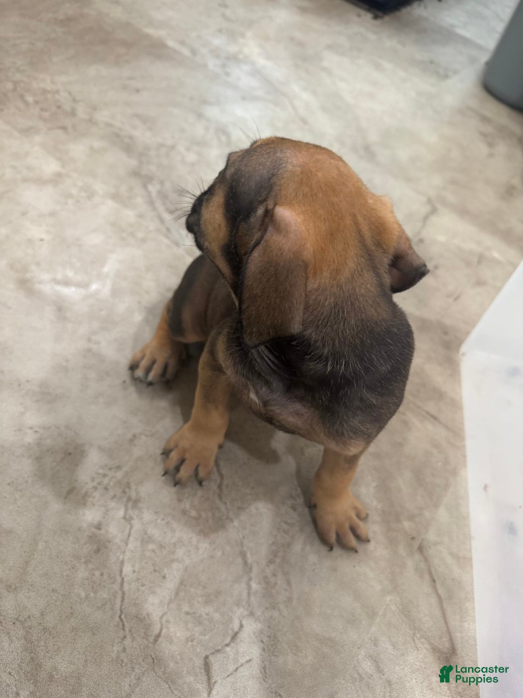 South African Boerboels dogs for sale: Luna - Image 2