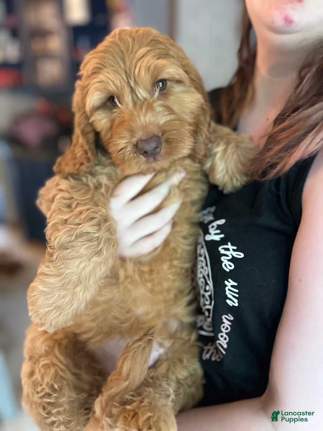 Goldendoodle dogs for sale: Wyatt - Image 4