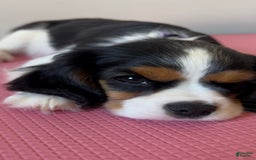Cavalier King Charles Spaniel dogs for sale: Nova 💫 - Image 5
