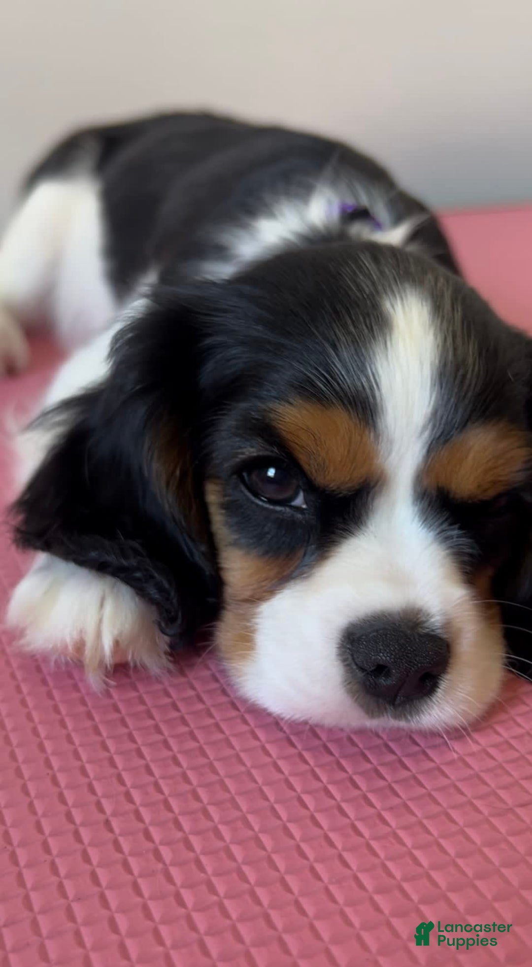 Cavalier King Charles Spaniel dogs for sale: Nova 💫 - Image 5