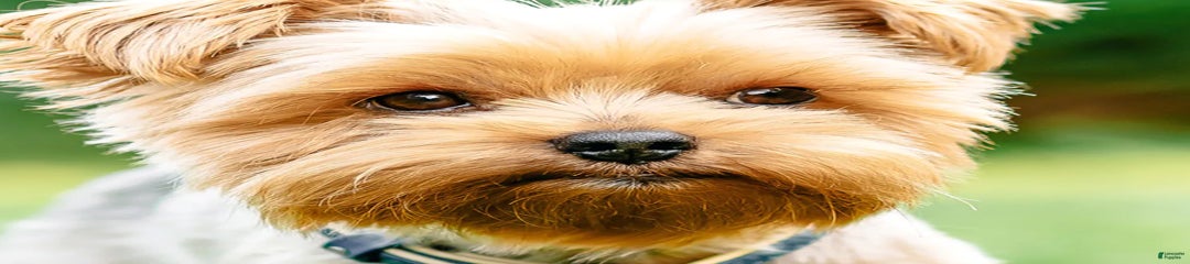 Mixed Breed Puppy 2