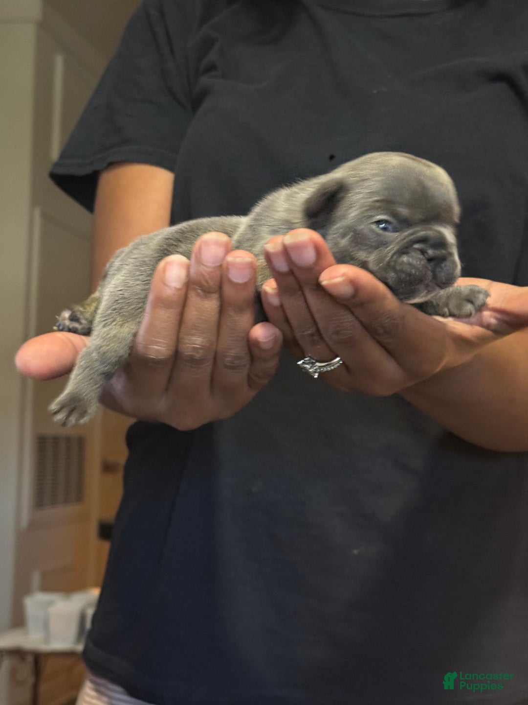 French Bulldog dogs for sale: Female 2 - Image 3