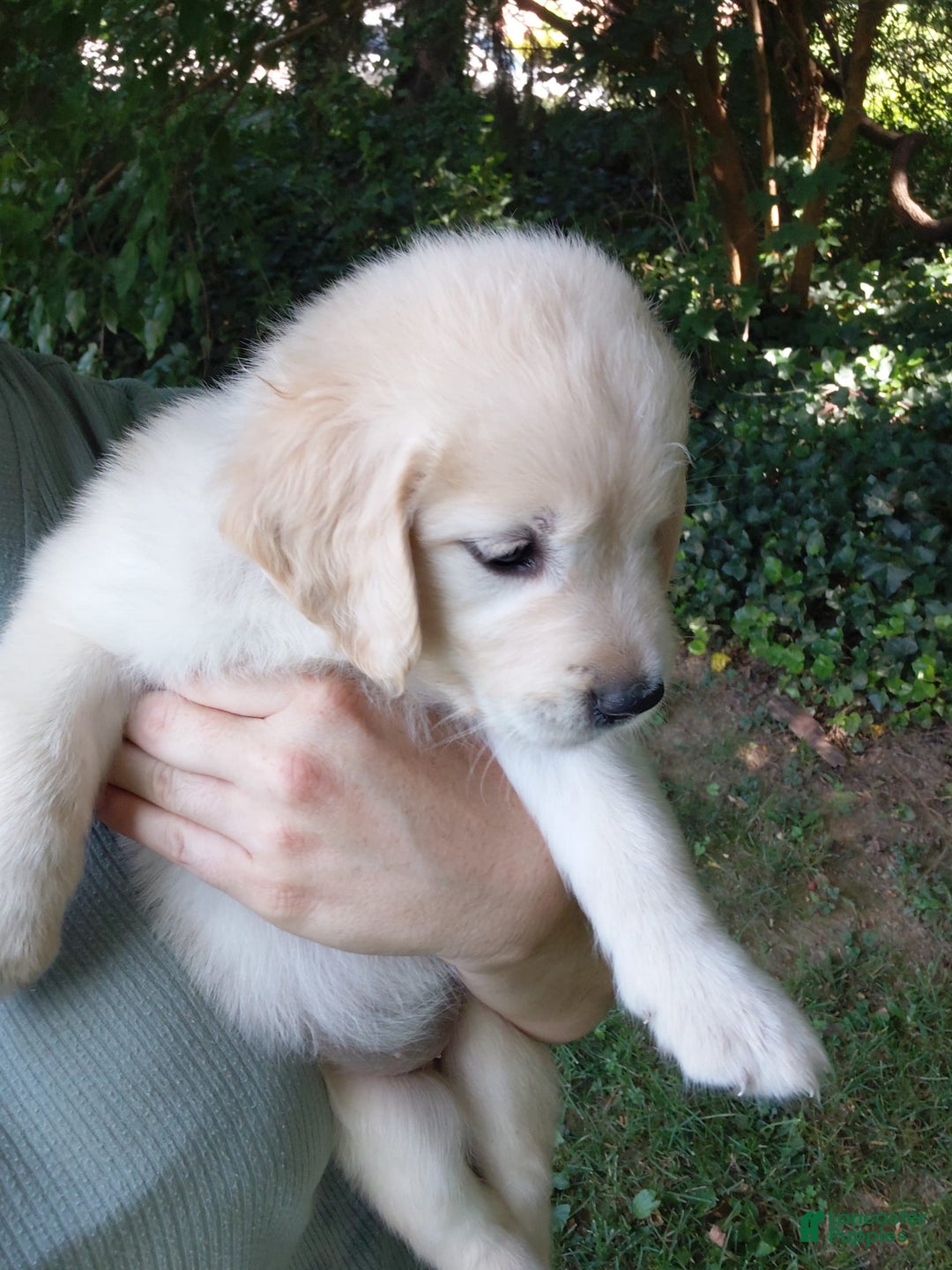 Golden Retriever dogs for sale: Pixie - Image 26