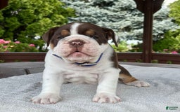 English Bulldog dogs for sale: Gisele - Image 9