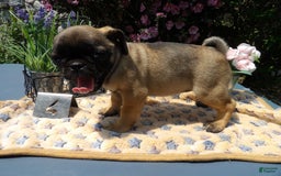 Pug dogs for sale: Celina - Image 1
