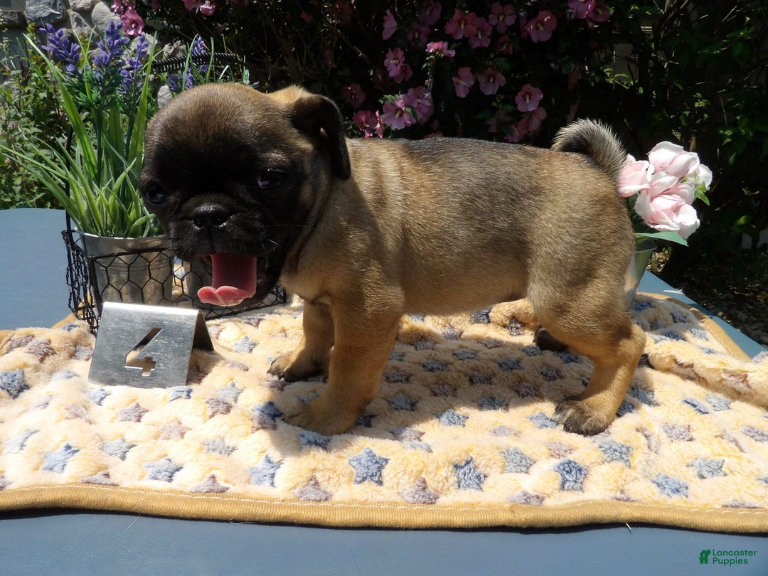 Pug dogs for sale: Celina - Image 1