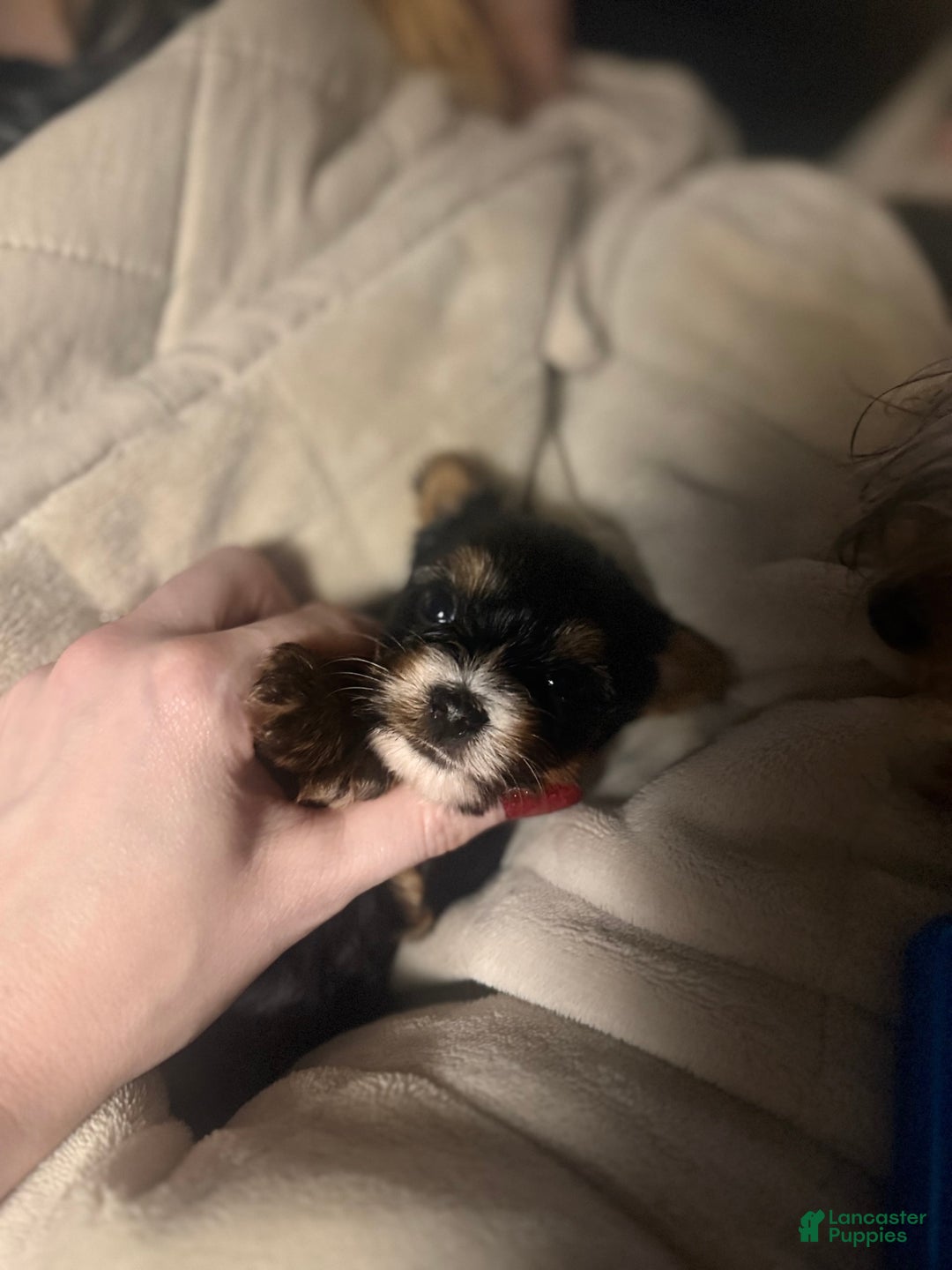 Yorkshire Terrier dogs for sale: Polly - Image 4