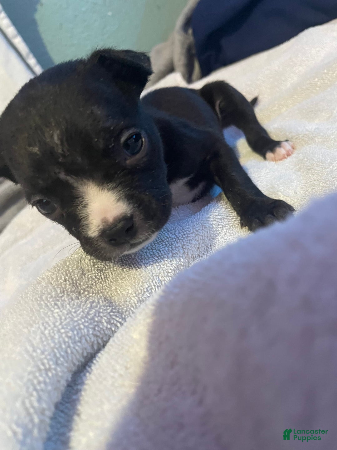 American Bully dogs for sale: Jazz - Image 3