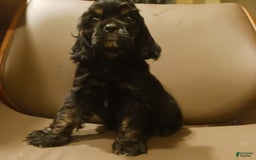 Cocker Spaniel dogs for sale: Cocker Puppy - Image 6