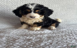 Mini Bernedoodle dogs for sale: Max - Image 4