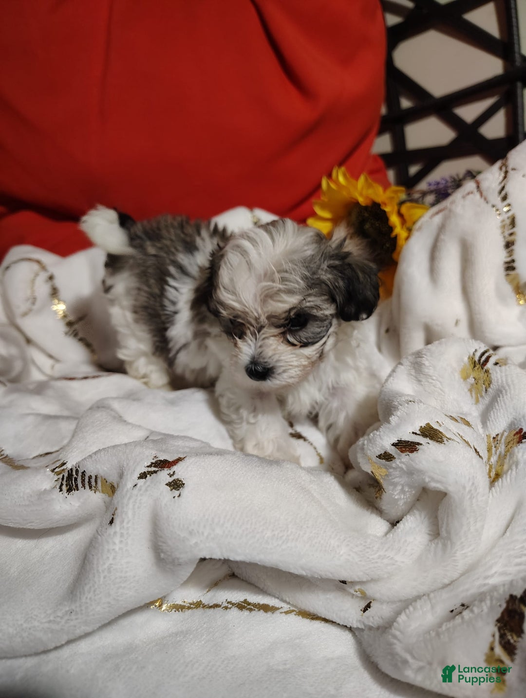 Maltipoo dogs for sale: Sweet Pea - Image 14