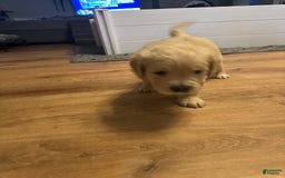 Goldendoodle dogs for sale: Rubble F1b Goldendoodle - Image 6