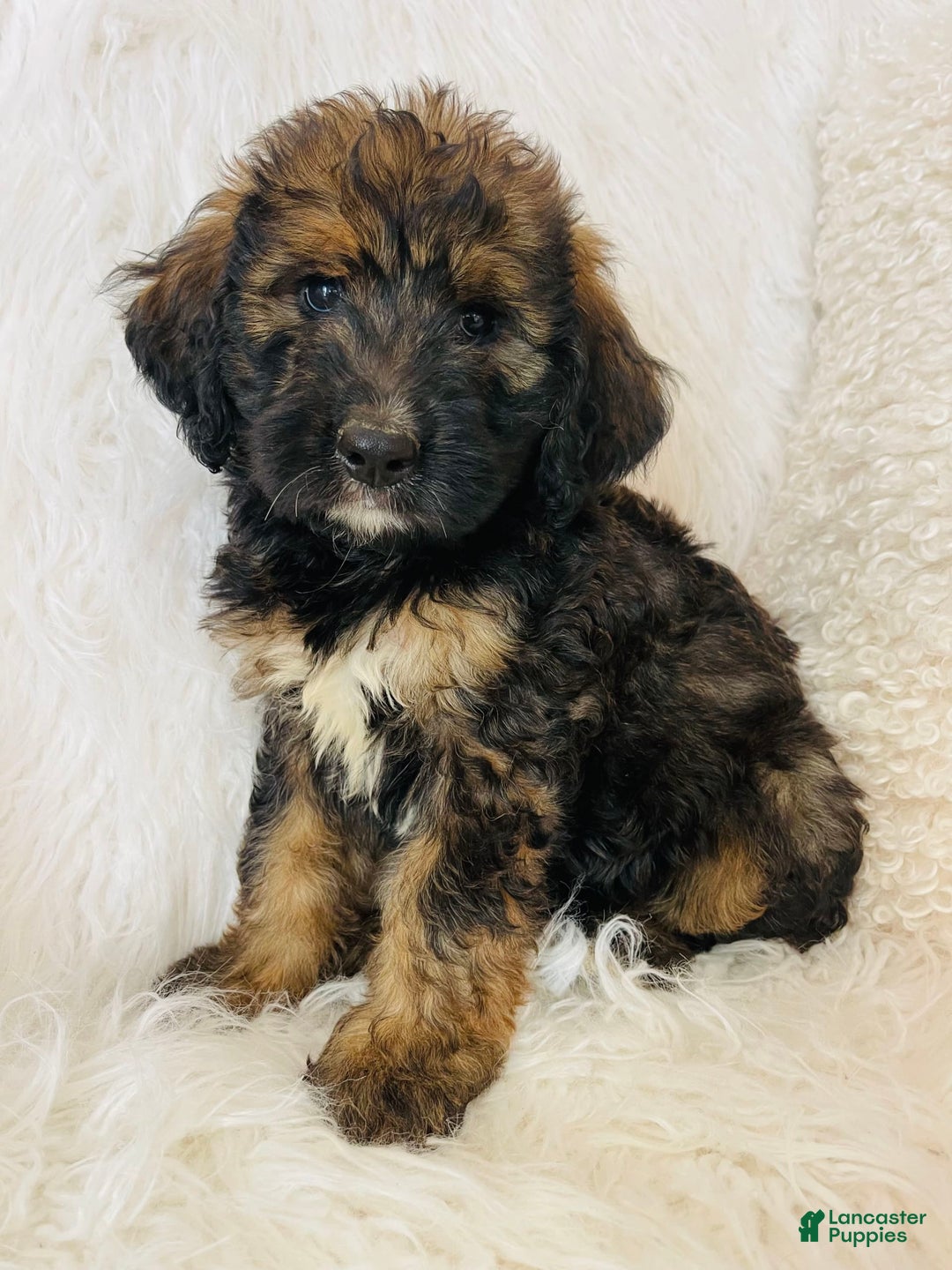Bernedoodle dogs for sale: Mango - Image 5
