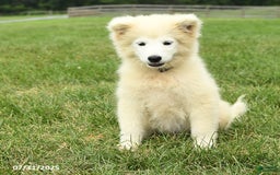 Samoyed dogs for sale: Daisy - Image 9