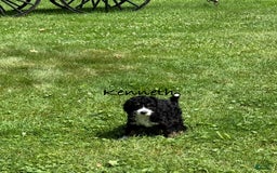 Bernedoodle dogs for sale: Kenneth - Image 5