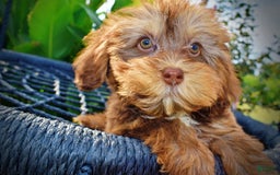 Havapoo dogs for sale: Josie - Image 2