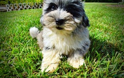 Havapoo dogs for sale: Elvis - Image 12