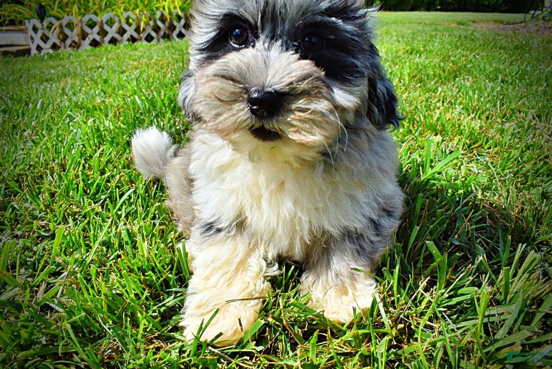 Havapoo dogs for sale: Elvis - Image 12