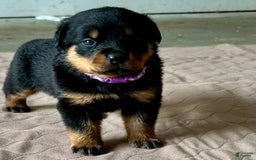 Rottweiler dogs for sale: Purple - Image 10