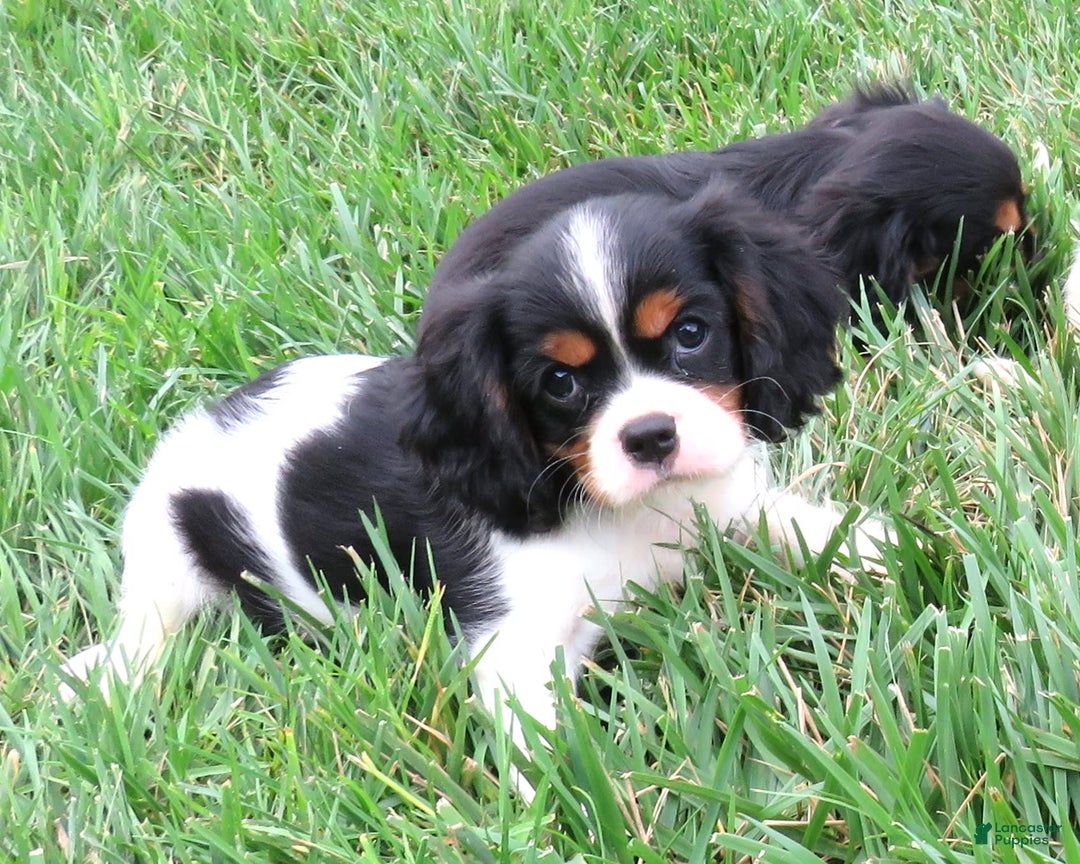 Cavalier King Charles Spaniel dogs for sale: Checkers - Image 4