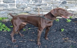 German Shorthaired Pointer dogs for sale: Oakley - Image 5