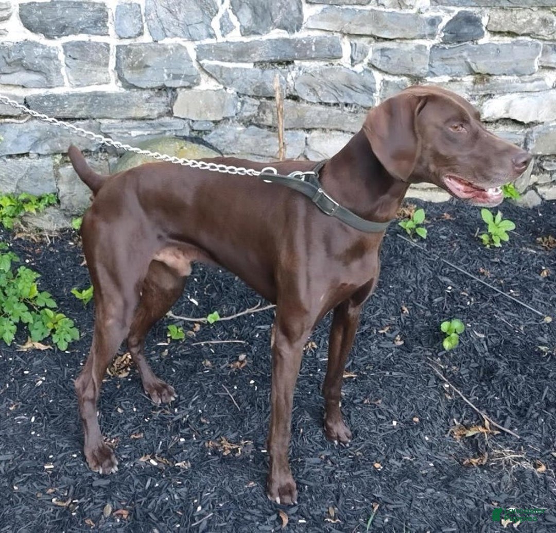 German Shorthaired Pointer dogs for sale: Oakley - Image 5