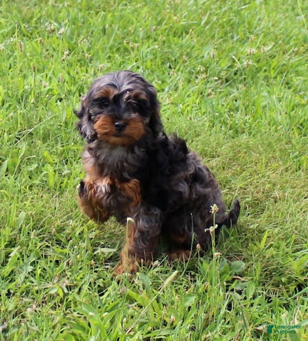 Cockapoo dogs for sale: Star - Image 4