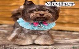 Yorkshire Terrier dogs for sale: Bonnie - Image 4