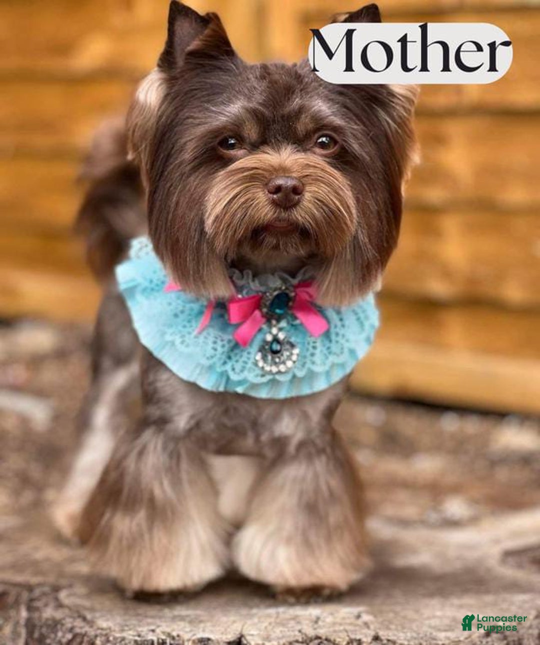 Yorkshire Terrier dogs for sale: Bonnie - Image 4