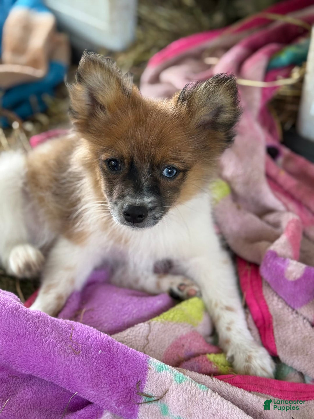Pomeranian dogs for sale: Bluey - Image 2