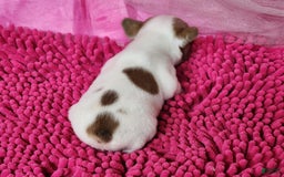 French Bulldog dogs for sale: Summer - Image 1