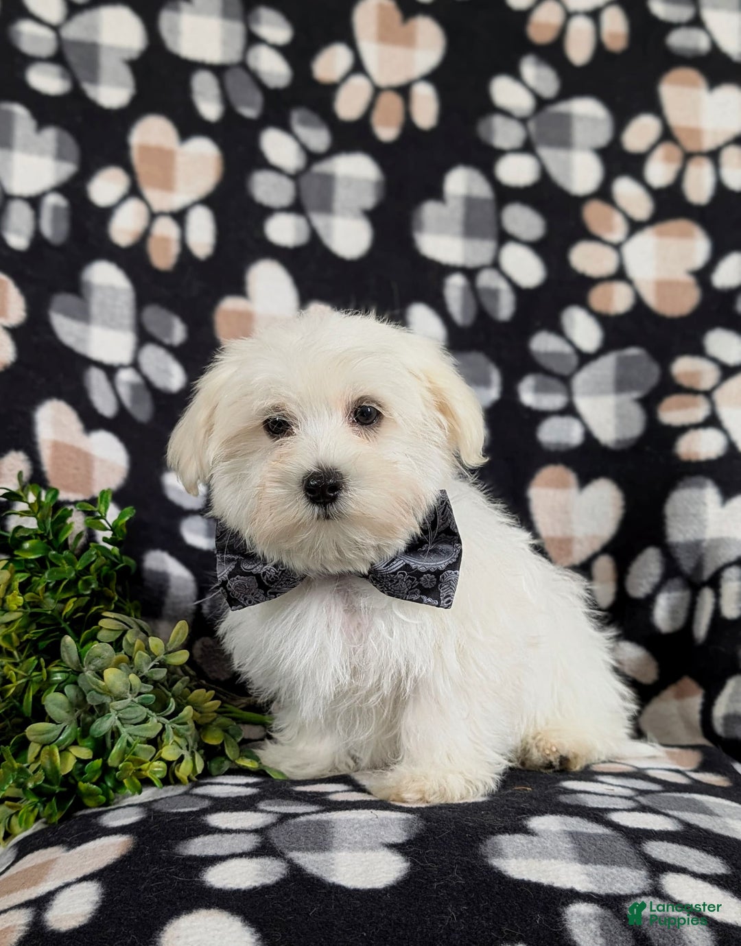 Maltese dogs for sale: Donegan Akc - Image 4