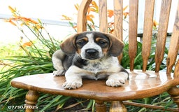 Beagle dogs for sale: Lucy - Image 3