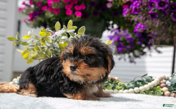 Yorkshire Terrier dogs for sale - Ad 3