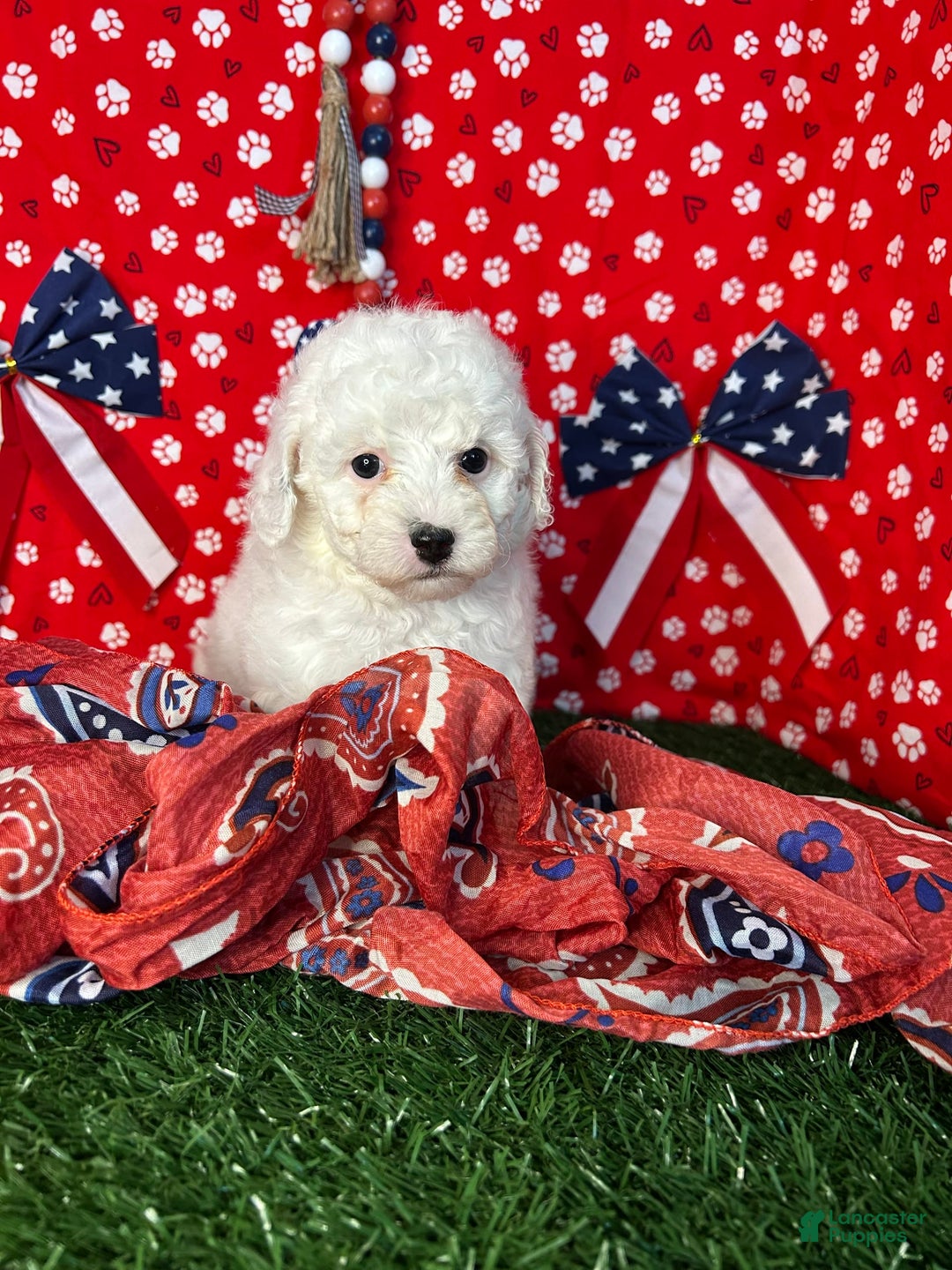 Miniature Poodle dogs for sale: Rainy - Image 5