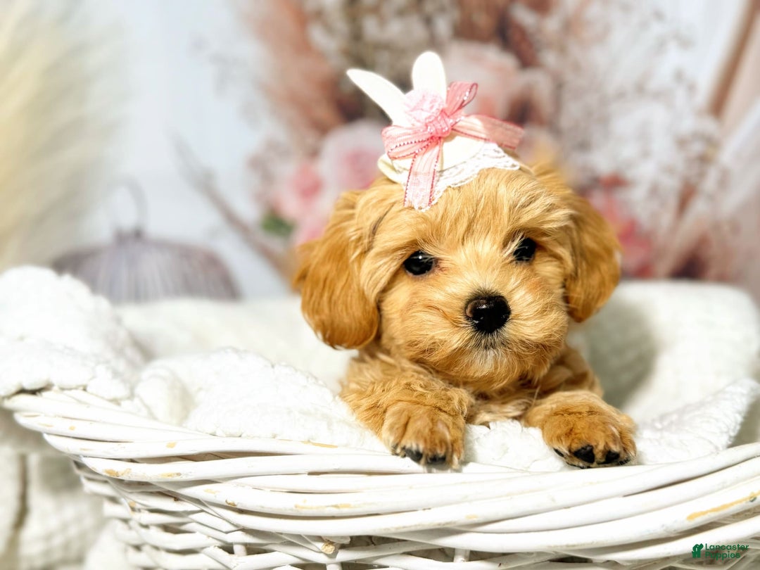 Maltipoo dogs for sale: Dark Pink Collar - Image 21