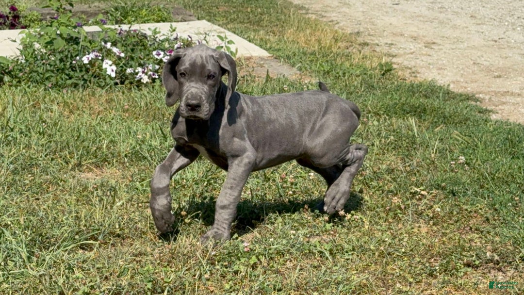 Great Dane dogs for sale: Great Dane 4 puppies - Image 15