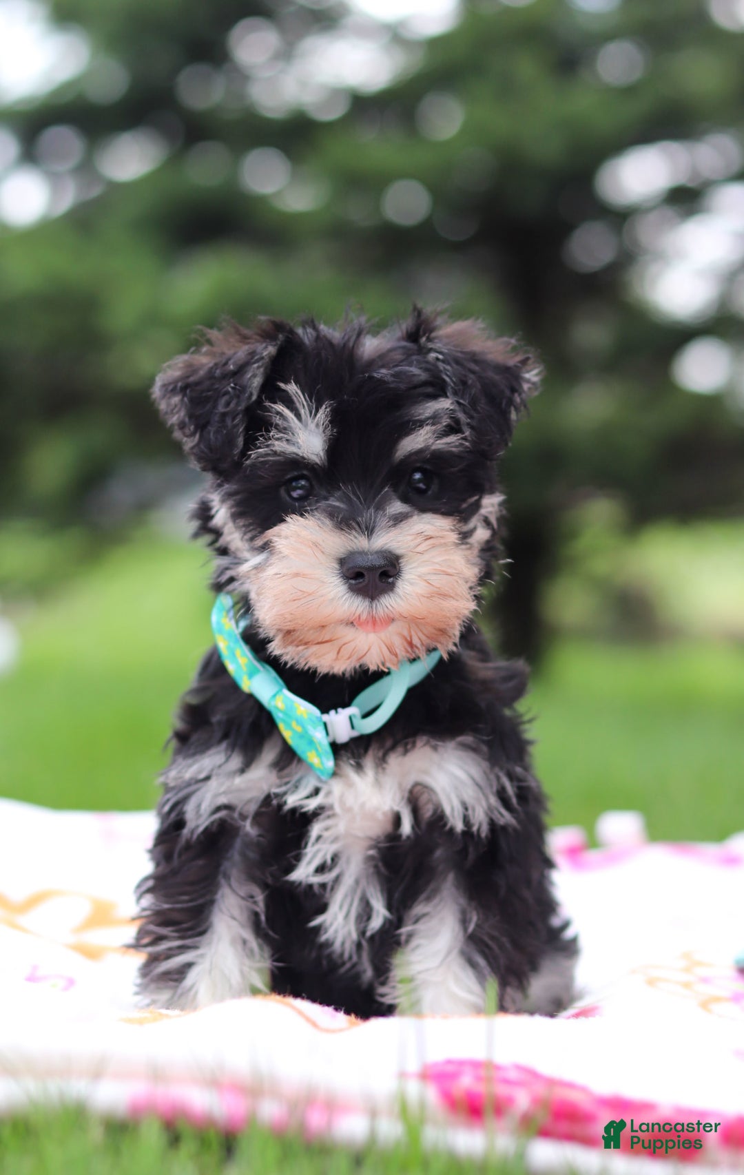 Miniature Schnauzer dogs for sale: Denver - Image 7
