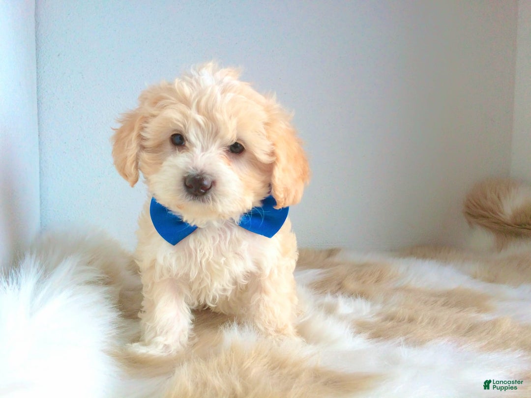 Maltipoo dogs for sale: Angel - Image 7