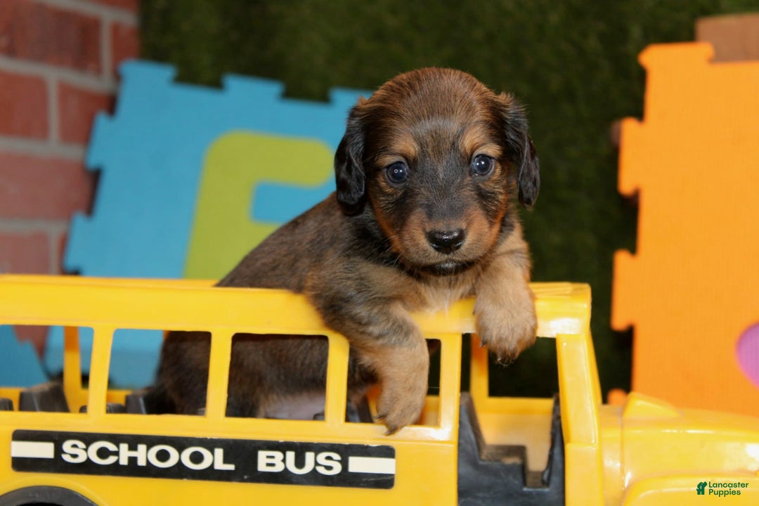 Dachshund dogs for sale: Idris - Image 3