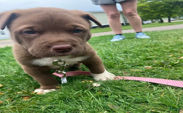 American Pit Bull Terrier dogs - Advert 38
