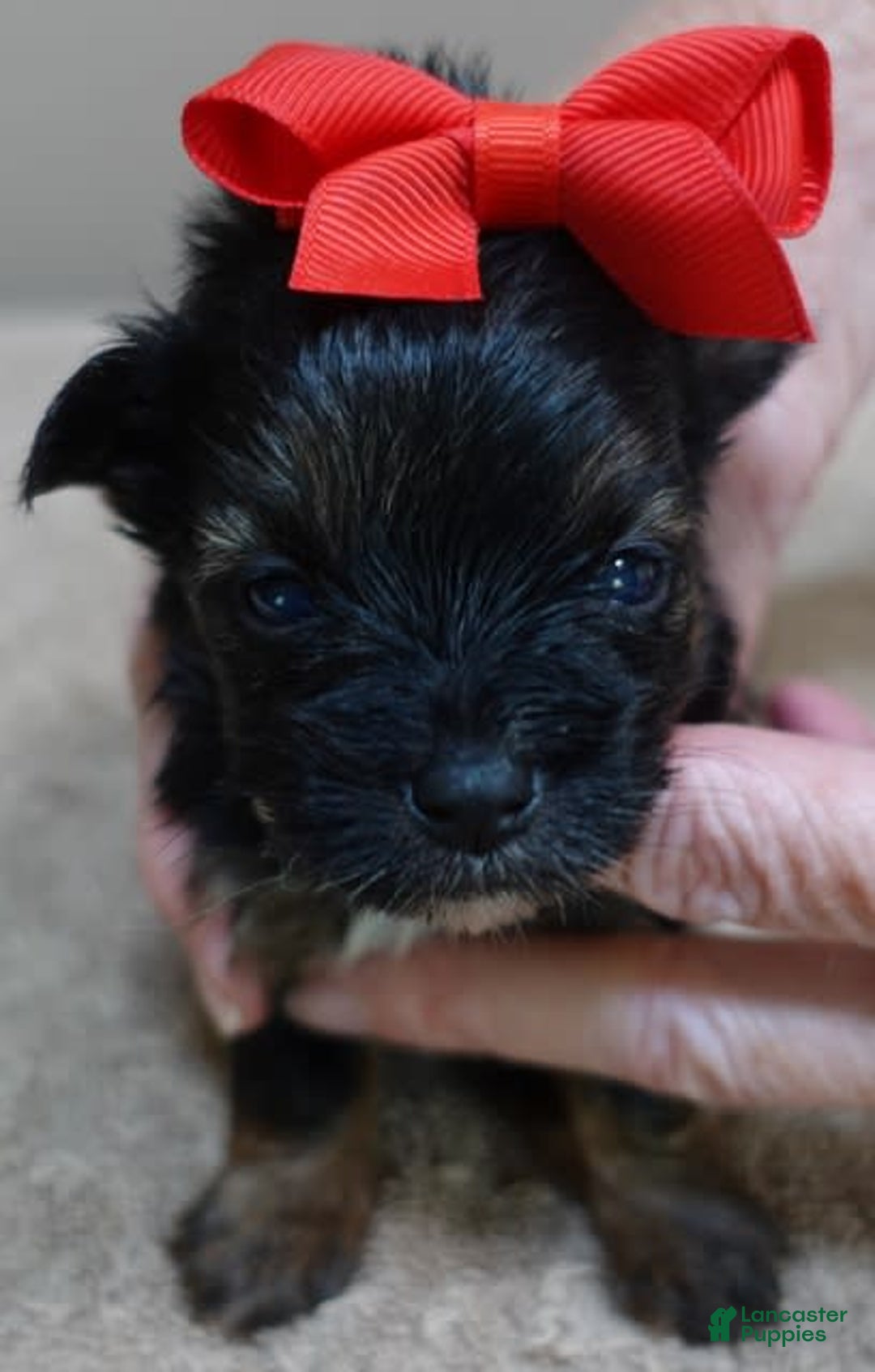Yorkshire Terrier dogs for sale: Kai - Image 21